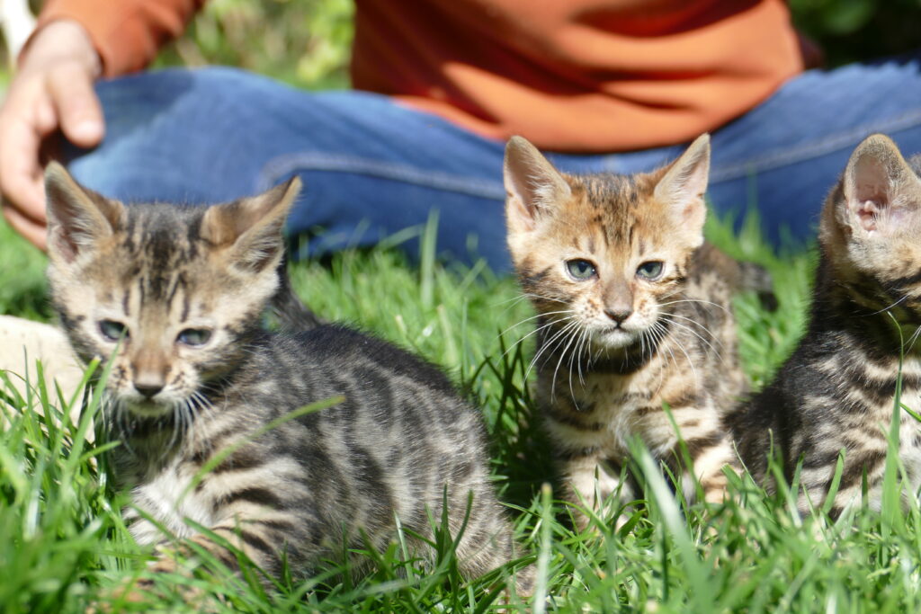 CACHORROS GATITOS BENGALI
