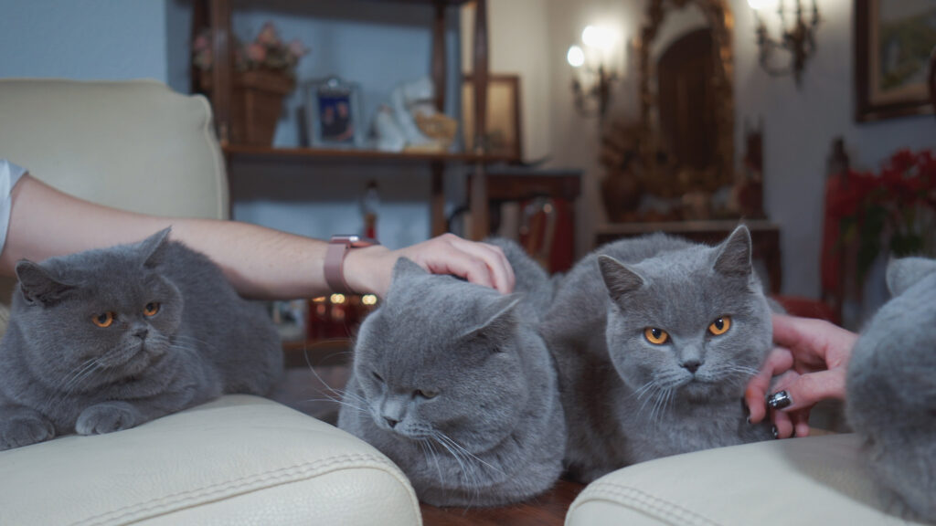 GATITOS BRITISH SHORTHAIR