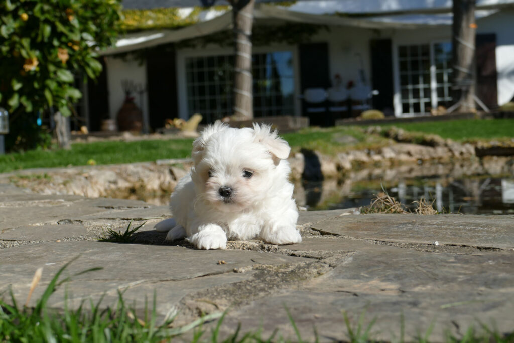 CACHORROS BICHON MALTES