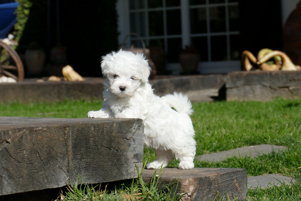 CACHORROS BICHON MALTES