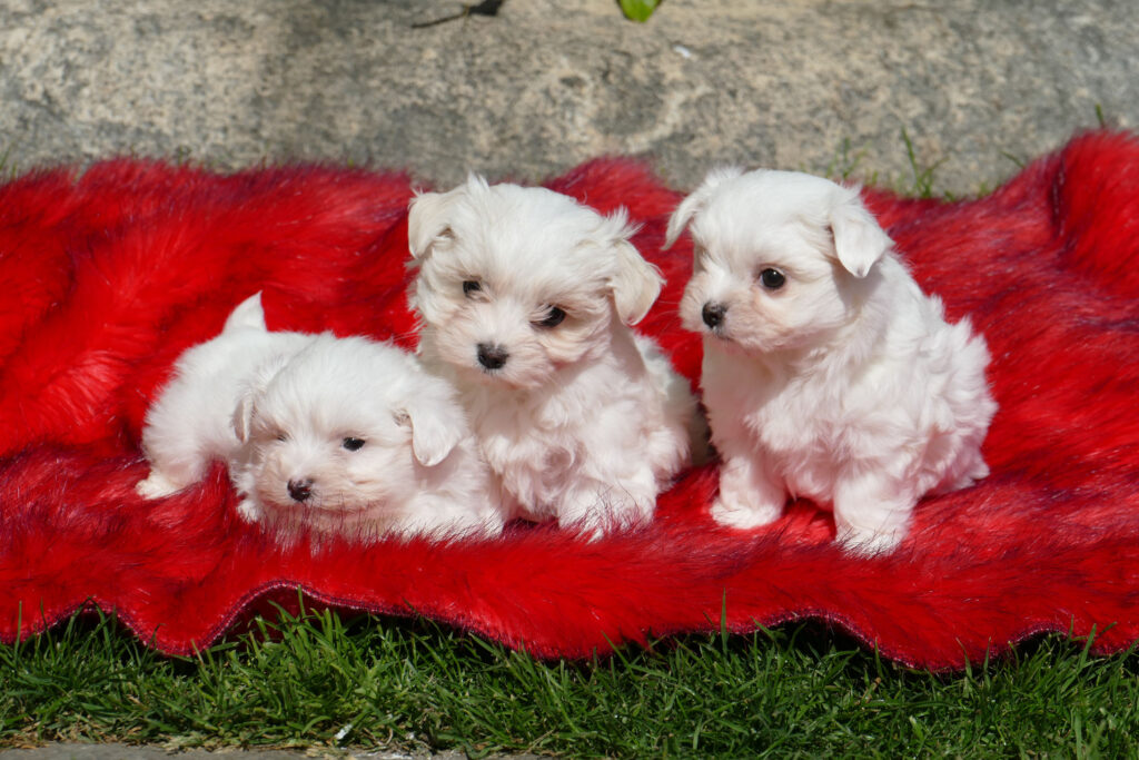 CACHORROS BICHON MALTES