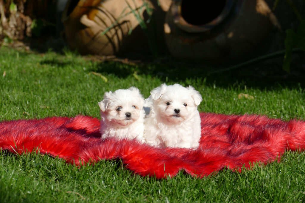 CACHORROS BICHON MALTES