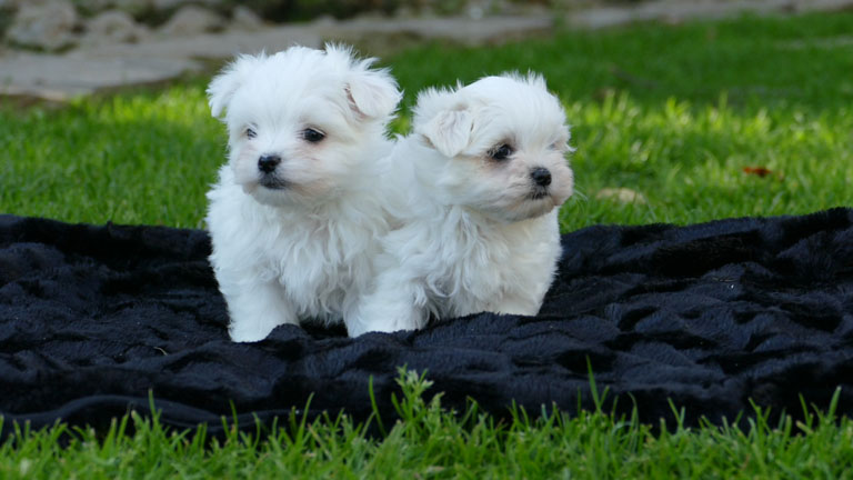 CACHORROS BICHON MALTES
