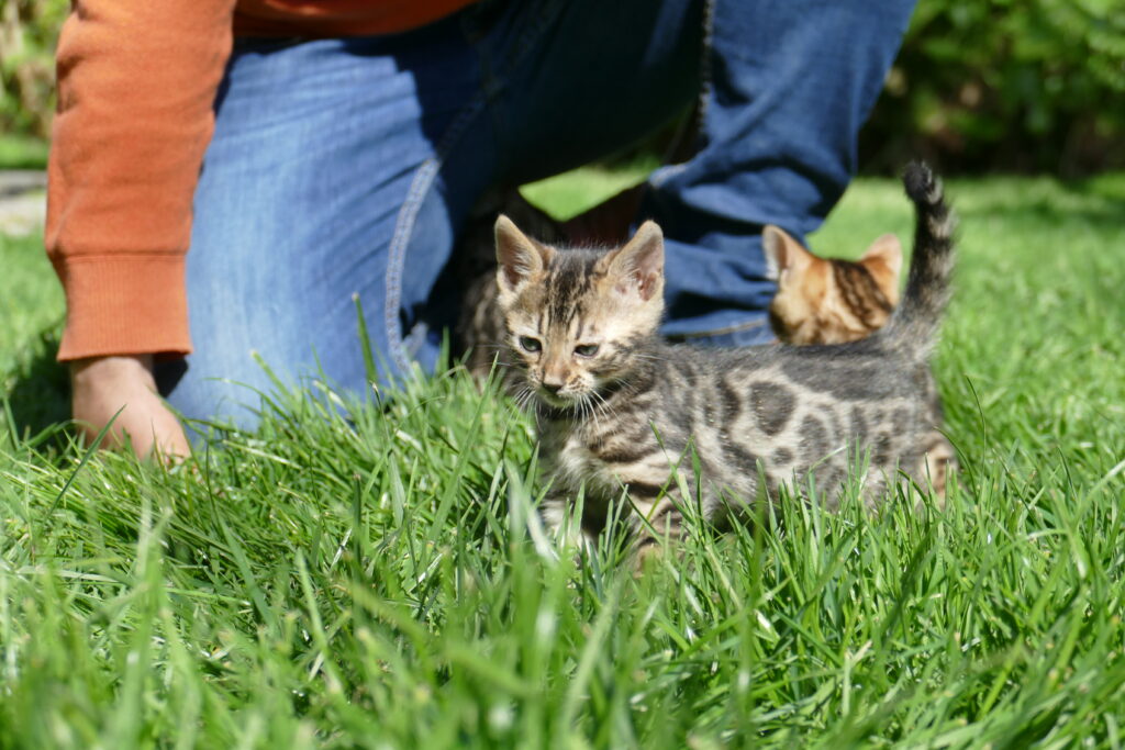 CACHORROS GATITOS BENGALI