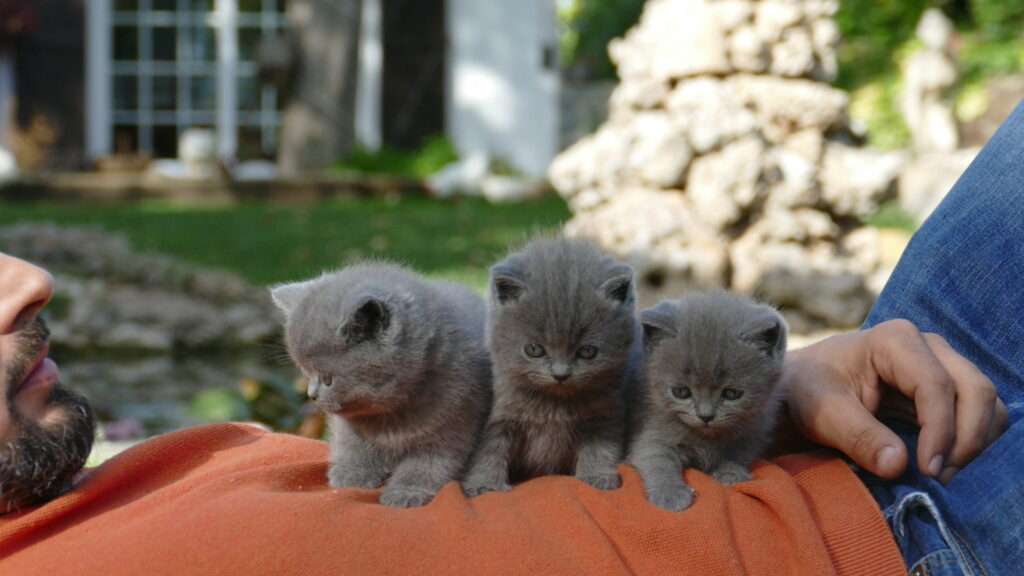 GATITOS BRITISH SHORTHAIR
