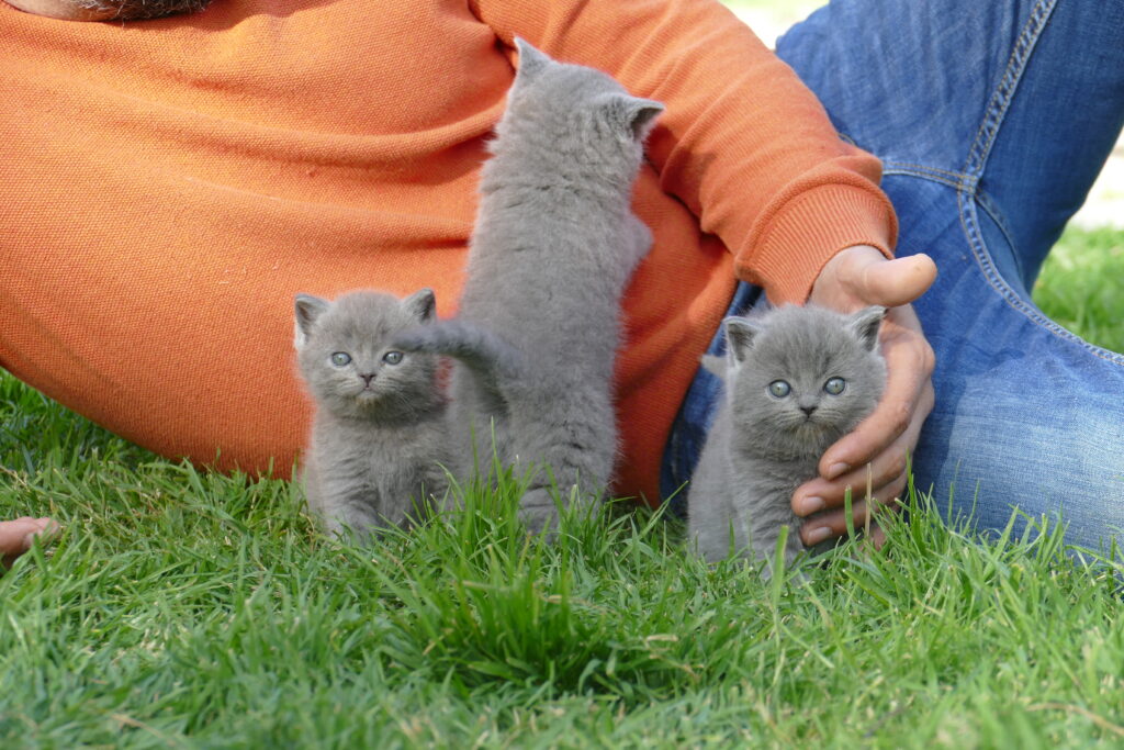 GATITOS BRITISH SHORTHAIR