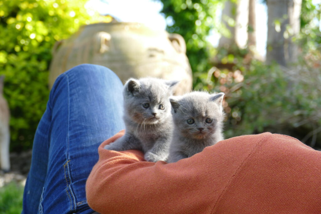 GATITOS BRITISH SHORTHAIR