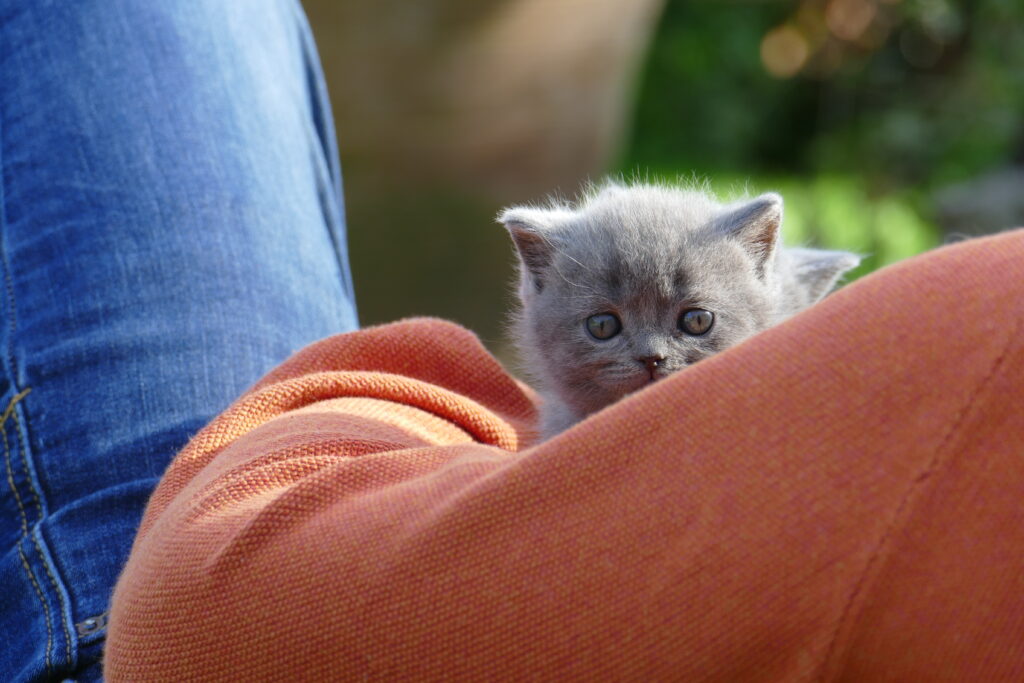 GATITOS BRITISH SHORTHAIR