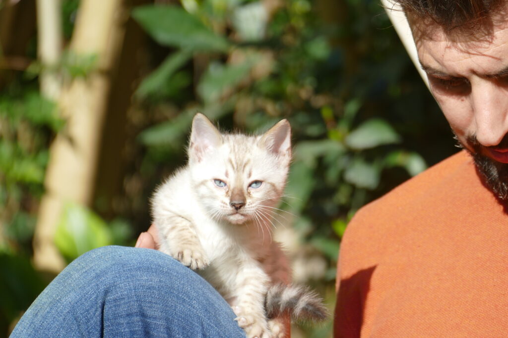 CACHORROS GATITOS BENGALI