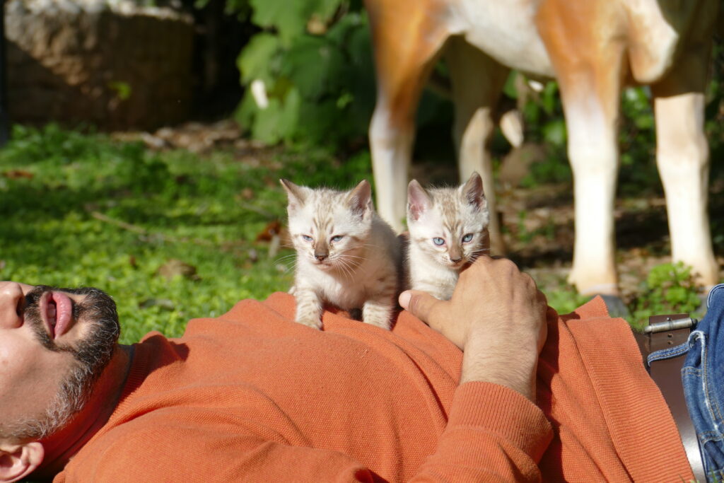 CACHORROS GATITOS BENGALI