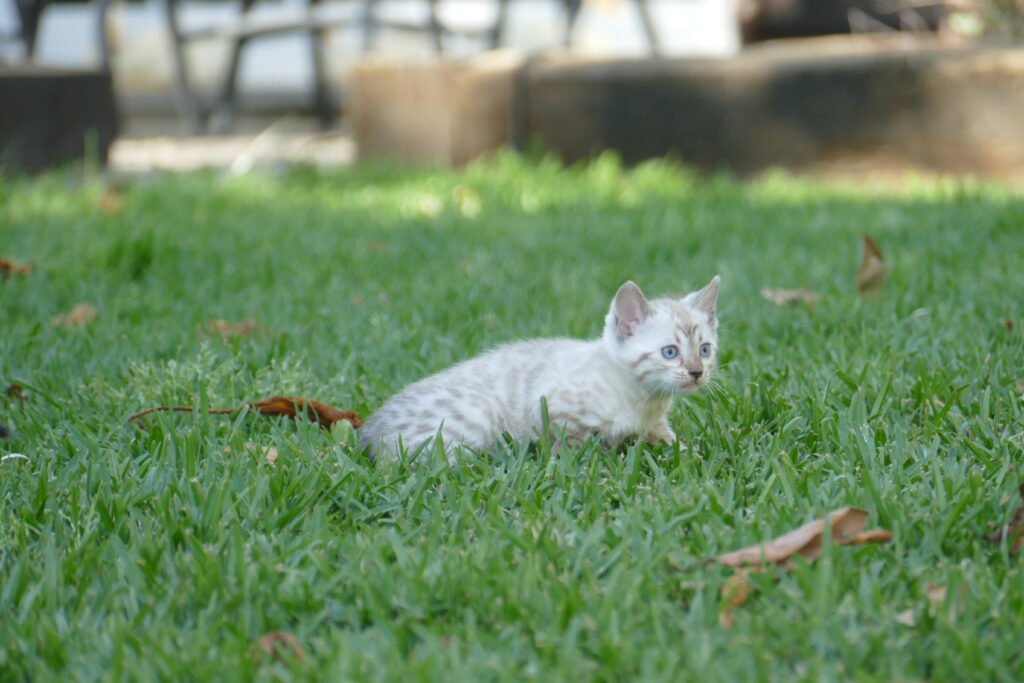 CACHORROS GATITOS BENGALI