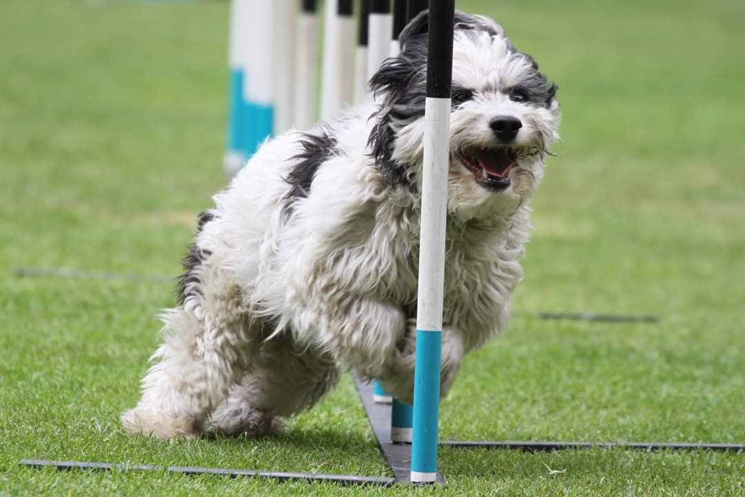 Mejores ejercicios para perros de raza pequeña