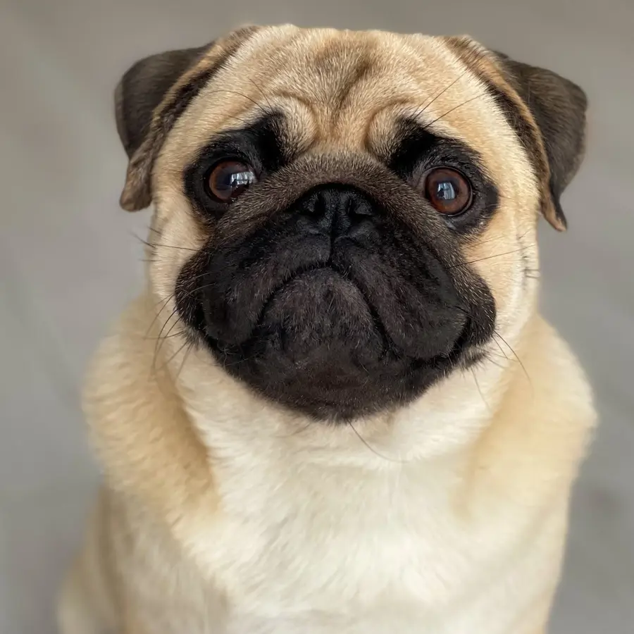Temperamento y Comportamiento de un Pug