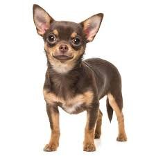 Conoce el Comportamiento de tu Chihuahua