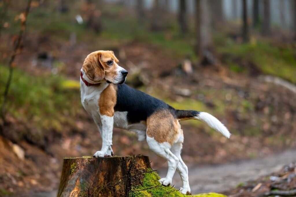 Temperamento y Conducta de un Beagle