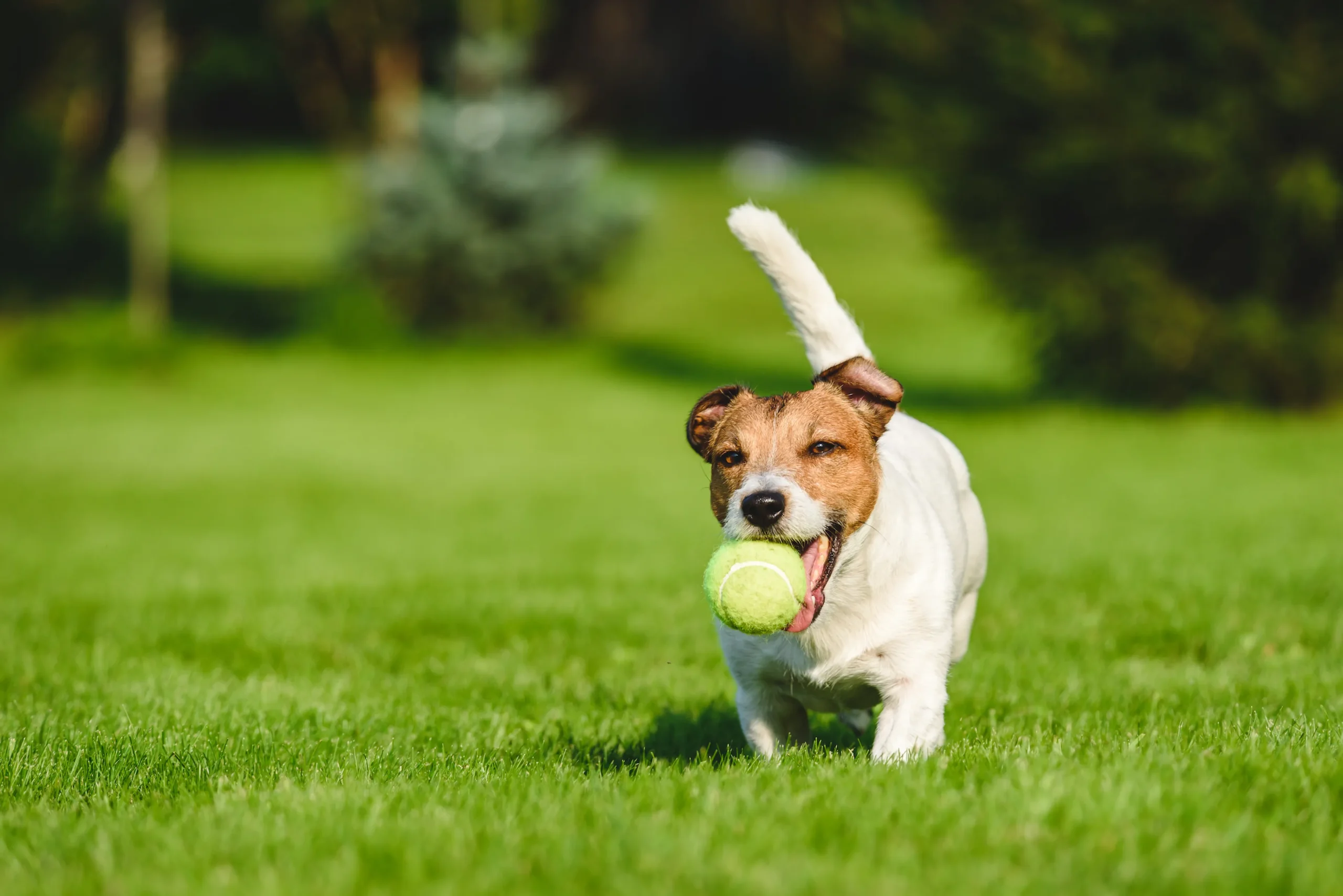 Mejores ejercicios para perros de raza pequeña