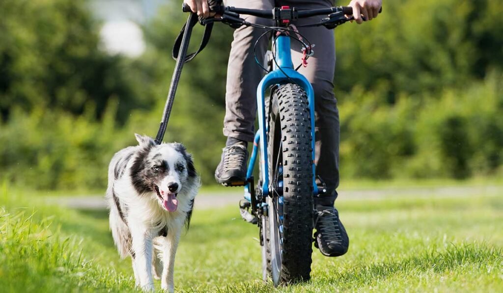 Mejores ejercicios para perros de raza pequeña