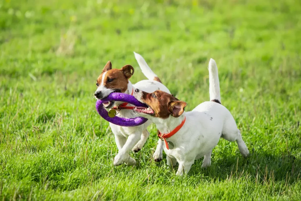 costes para cuidado de perros pequeños