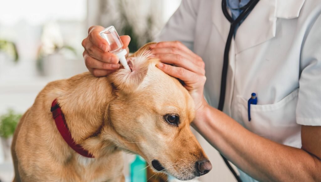 Limpieza de oídos de un perro