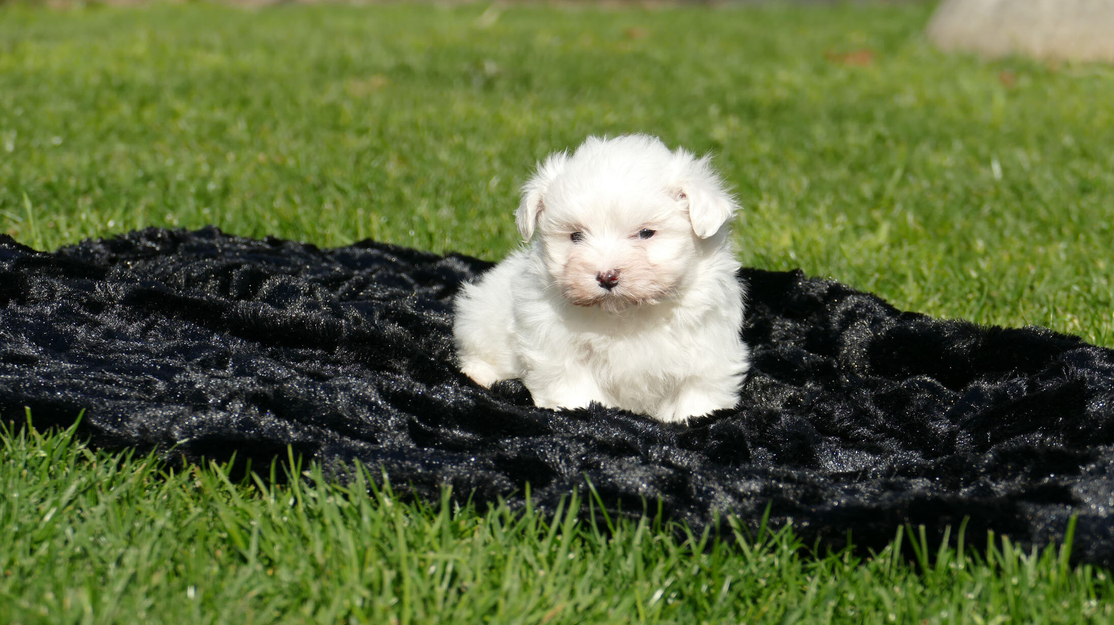 CACHORROS BICHON MALTES