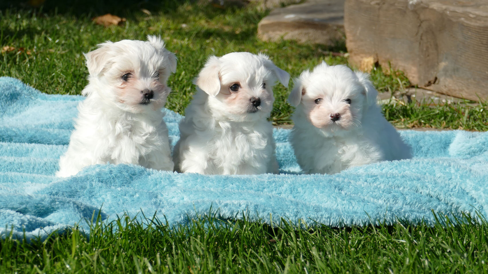 CACHORROS BICHON MALTES
