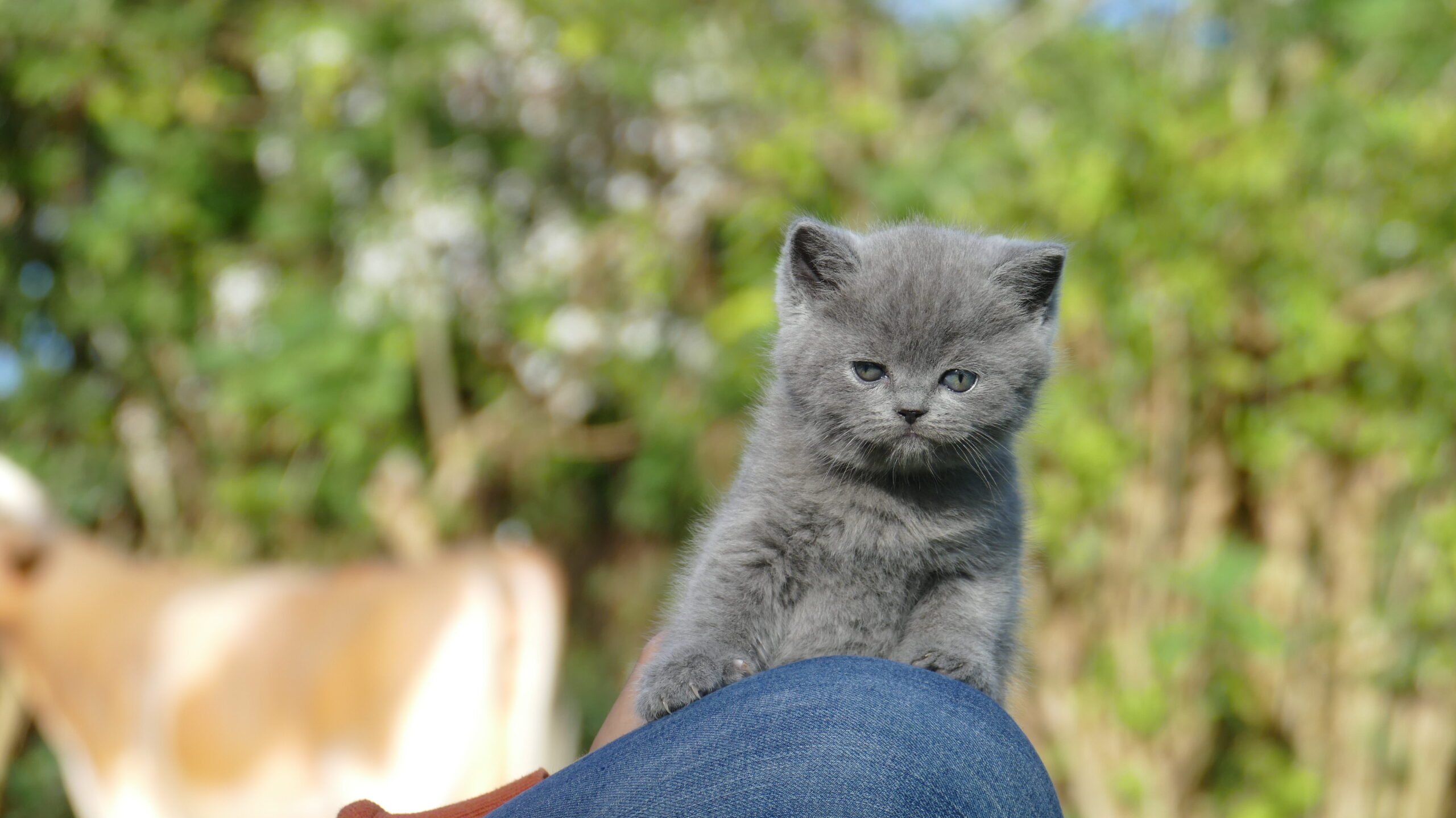 GATITOS BRITISH SHORTHAIR